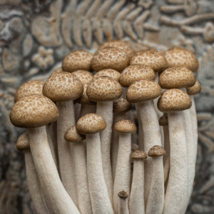 Beech Mushroom Agar Plate (Hypsizygus tessellatus)