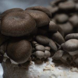 Black Pearl Oyster (Pleurotus ostreatus Hybrid)