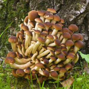 Black Poplar Pioppino (Agrocybe aegerita)