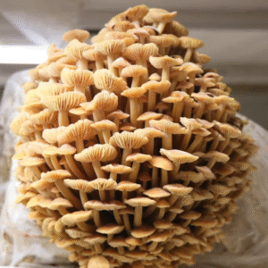 Golden Enoki (Flammulina velutipes)