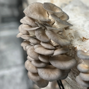 Grey Oyster Agar Plate (Pleurotus ostreatus)