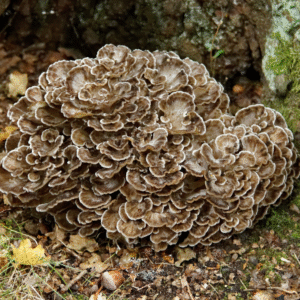 Grifola frondosa