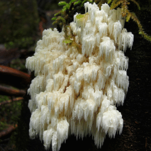 Bear’s Head Agar Plate (Hericium abietis)