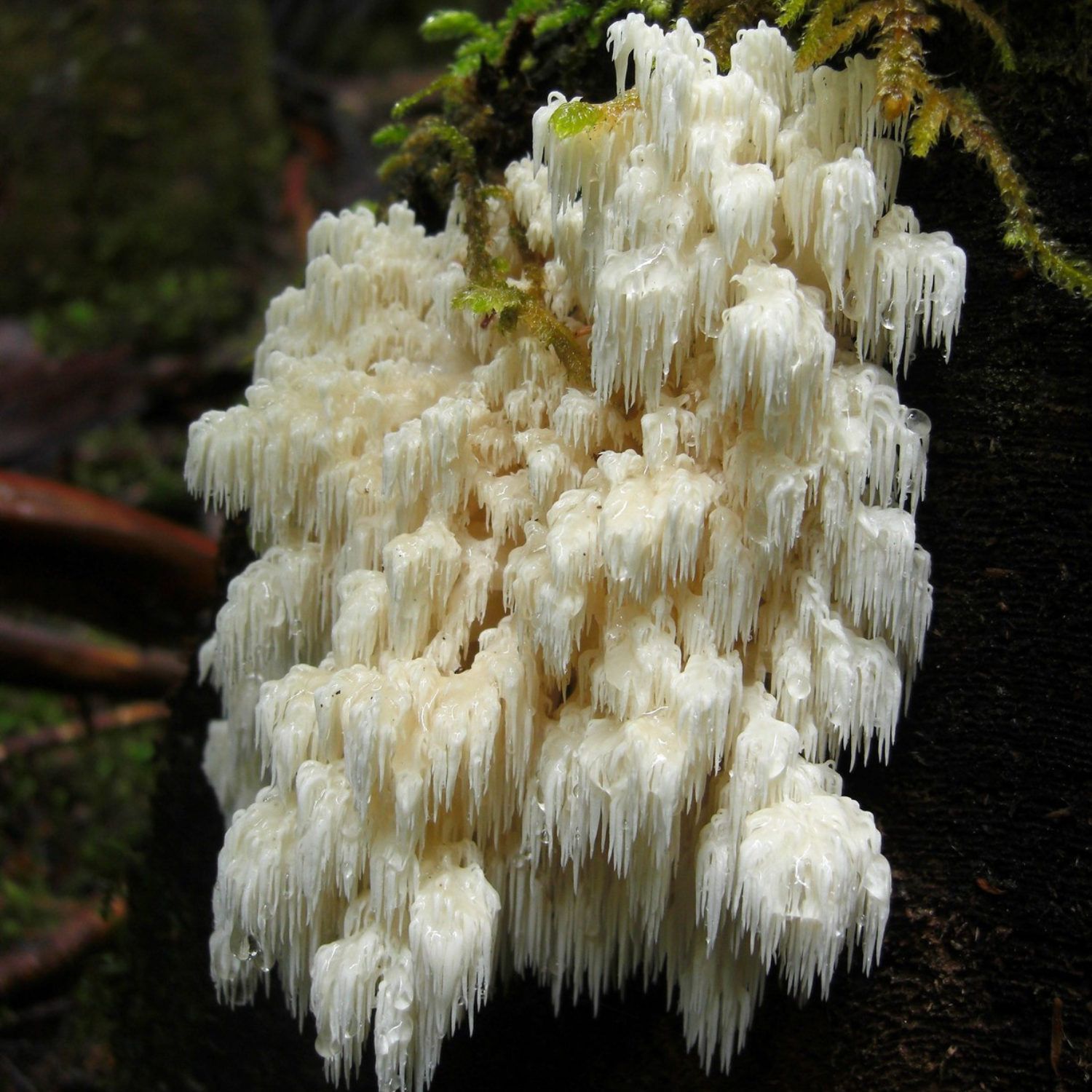 Bear’s Head Agar Plate (Hericium abietis)