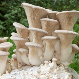King Oyster Agar Plate (Pleurotus eryngii)