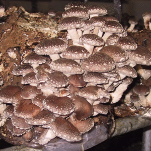 Shiitake Agar Plate (Lentinula edodes)