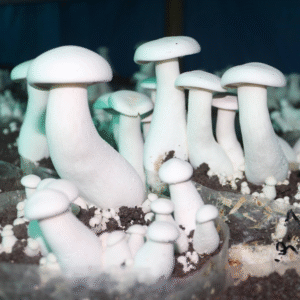 Milky Mushroom (Calocybe indica)