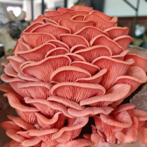 Pink Oyster (Pleurotus djamor)