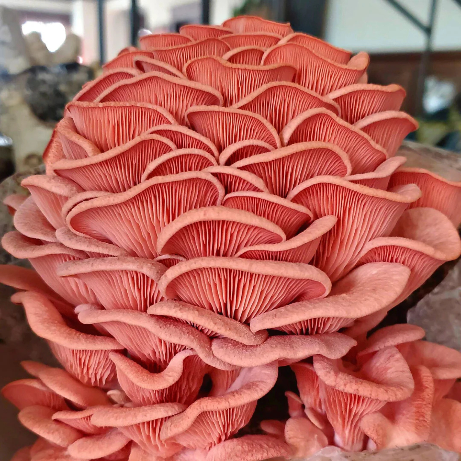 Pink Oyster (Pleurotus djamor)