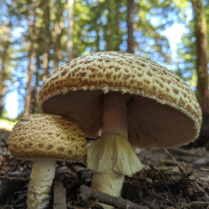 The Prince (Agaricus augustus)