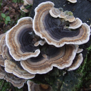 Turkey Tail Agar Plate (Trametes versicolor)