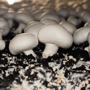 White Button (Agaricus bisporus)