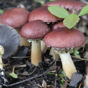 Winecap (Stropharia rugosoannulata)