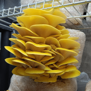 Yellow Oyster (Pleurotus citrinopileatus)