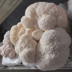 Lion's mane fungi.lk
