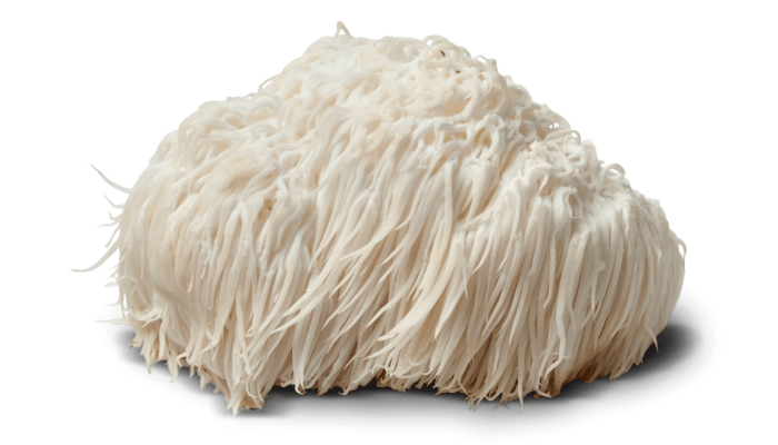 lions-mane lions-mane